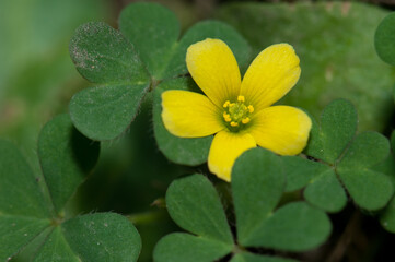 Obraz premium Flower and leaves of Oxalis pes-caprae. Keoladeo Ghana National Park. Bharatpur. Rajasthan. India.