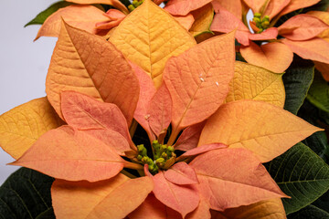 The poinsettia orange flowers. The Flower of the Christmas