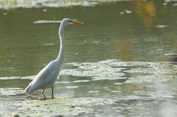Great egret Ardea alba in a pond. Keoladeo Ghana National Park. Bharatpur. Rajasthan. India.