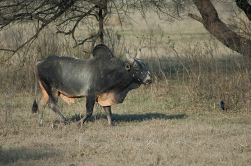 Zebu Bos primigenius indicus in a meadow. Keoladeo Ghana National Park. Bharatpur. Rajasthan. India.