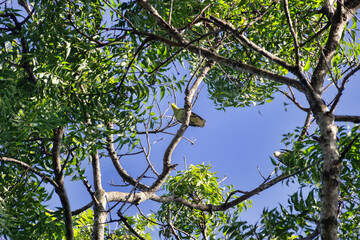 Sri Lanka Green Pigeon