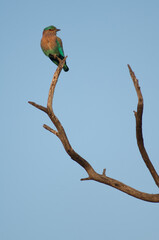 Southern roller Coracias benghalensis indicus. Keoladeo Ghana National Park. Bharatpur. Rajasthan. India.