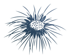 The Sketch of Field dandelion with seeds.   