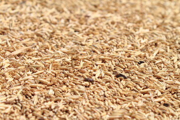 Wheat grains background