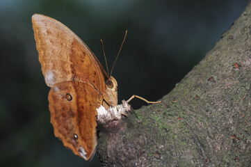 A butterfly(Discophora sondaica) sitting on trunk.
