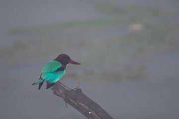 White-throated kingfisher Halcyon smyrnensis on a branch. Keoladeo Ghana National Park. Bharatpur. Rajasthan. India.