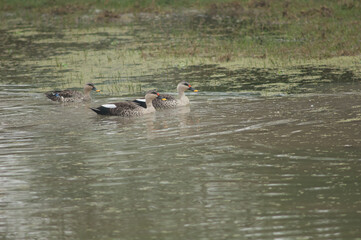 Indian spot-billed ducks Anas poecilorhyncha. Keoladeo Ghana National Park. Bharatpur. Rajasthan. India.