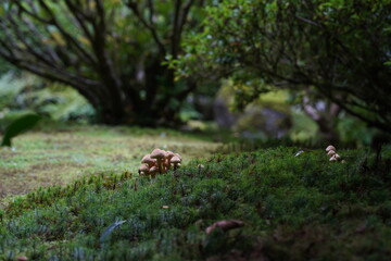 Mushroom cluster in the forest 