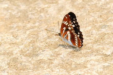 A white butterfly(Limenitis sulpitia) resting on the stone surface