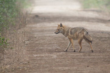 Golden jackal Canis aureus indicus. Keoladeo Ghana National Park. Bharatpur. Rajasthan. India.