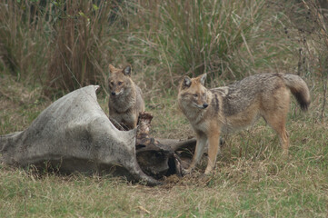 Golden jackals Canis aureus indicus feeding of a dead zebu. Keoladeo Ghana National Park. Bharatpur. Rajasthan. India.