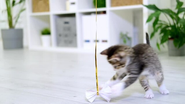  Striped kitten playing with paper bow on string in modern interior home. cat jumping doing funny pose. Kitty catches toy with its paws. Slow motion.