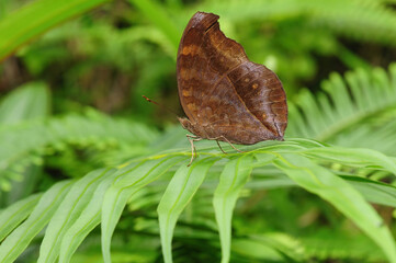 Close-up of a butterfly (Junonia iphita Cramer) on a leaf
