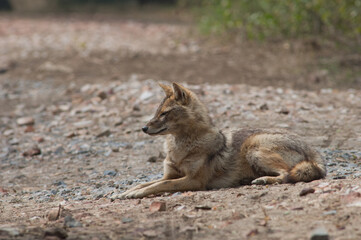 Golden jackal Canis aureus indicus lying on the ground. Keoladeo Ghana National Park. Bharatpur. Rajasthan. India.
