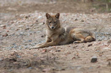 Golden jackal Canis aureus indicus lying on the ground. Keoladeo Ghana National Park. Bharatpur. Rajasthan. India.