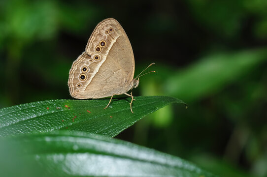 Close-up of a butterfly (Mycalesis mineus) on a leaf
