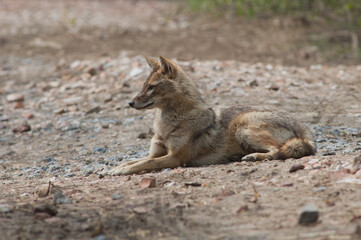 Naklejka na ściany i meble Golden jackal Canis aureus indicus lying on the ground. Keoladeo Ghana National Park. Bharatpur. Rajasthan. India.