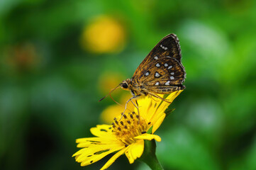 Fototapeta na wymiar A butterfly (Hesperiidae) gathers nectar on yellow flower 