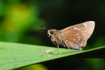 A butterfly(Parnara guttata) resting on a leaf.