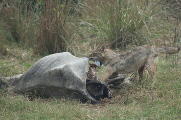 Fototapeta premium Golden jackal Canis aureus indicus eating a dead zebu. Keoladeo Ghana National Park. Bharatpur. Rajasthan. India.