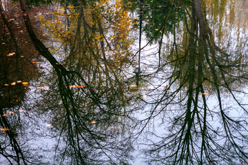 Reflection of trees in the water