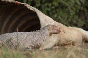 Indian grey mongoose Herpestes edwardsii next to a dead zebu. Keoladeo Ghana National Park. Bharatpur. Rajasthan. India.