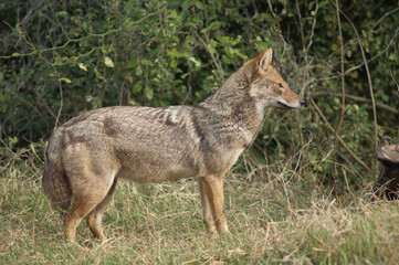 Naklejka na ściany i meble Golden jackal Canis aureus indicus. Keoladeo Ghana National Park. Bharatpur. Rajasthan. India.