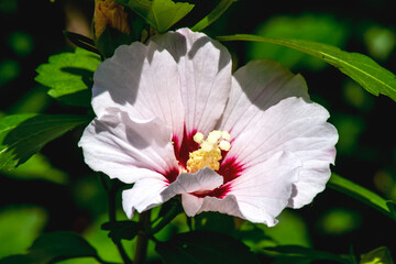 pink and white flower