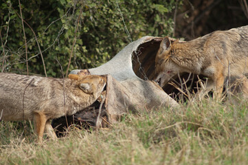 Golden jackals Canis aureus indicus eating a dead zebu. Keoladeo Ghana National Park. Bharatpur. Rajasthan. India.