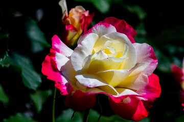 pink and white rose