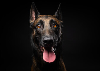 Portrait of a Belgian shepherd dog on an isolated black background.