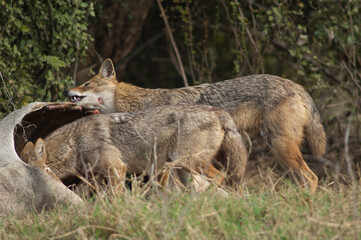 Golden jackals Canis aureus indicus eating a dead zebu. Keoladeo Ghana National Park. Bharatpur. Rajasthan. India.