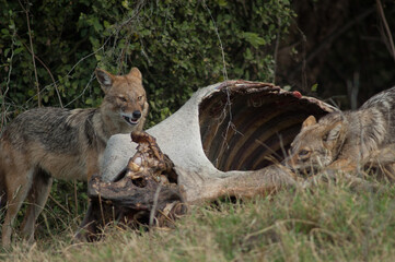 Golden jackals Canis aureus indicus eating a dead zebu. Keoladeo Ghana National Park. Bharatpur. Rajasthan. India.
