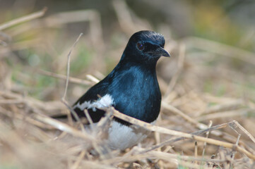 Male Oriental magpie robin Copsychus saularis. Keoladeo Ghana National Park. Bharatpur. Rajasthan. India.