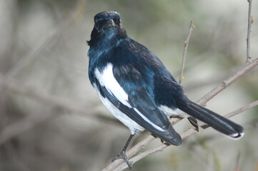 Male Oriental magpie robin Copsychus saularis. Keoladeo Ghana National Park. Bharatpur. Rajasthan. India.