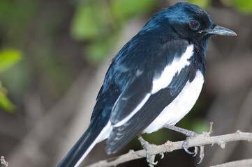 Male Oriental magpie robin Copsychus saularis. Keoladeo Ghana National Park. Bharatpur. Rajasthan. India.