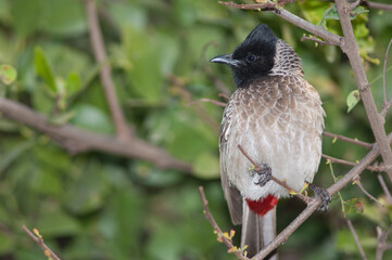 Red-vented bulbul Pycnonotus cafer on a branch. Keoladeo Ghana National Park. Bharatpur. Rajasthan. India.