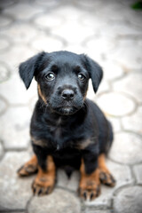 Obraz premium A puppy of the jagdterrier breed looking into the camera