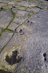 Dinosaur tracks in Germany // Dinosaurierfährten auf dem Bückeberg in Obernkirchen (Niedersachsen) © bennytrapp