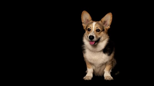 welsh corgi on black background