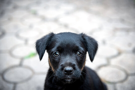 A puppy of the jagdterrier breed looking into the camera
