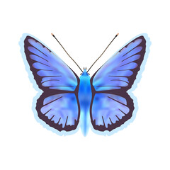 Butterfly  - Icarus Polyommatus isolated on white background.Vector illustration.