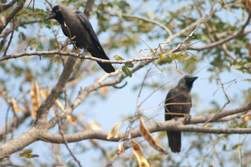 House crows Corvus splendens on a tree. Keoladeo Ghana National Park. Bharatpur. Rajasthan. India.