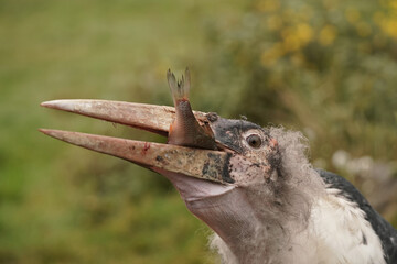 marabu storch beim fressen, mit einem fisch im schnabel, leptoptilos crumeniferus