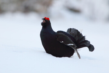 Singing love in the winter country, (Tetrao tetrix). The black grouse male