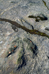 Dinosaurierfährten auf dem Bückeberg in Obernkirchen (Niedersachsen) // Dinosaur tracks in Germany © bennytrapp