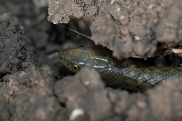 Checkered keelback Xenochrophis piscator on the ground. Keoladeo Ghana National Park. Bharatpur. Rajasthan. India.