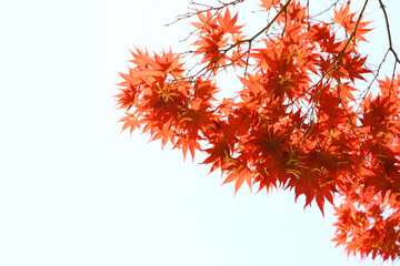 紅葉　もみじ　秋