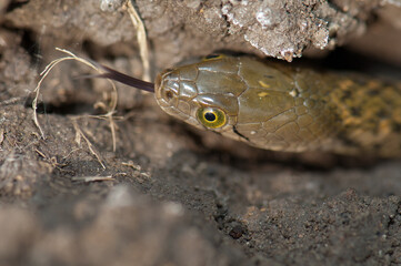 Checkered keelback Xenochrophis piscator on the ground. Keoladeo Ghana National Park. Bharatpur. Rajasthan. India.