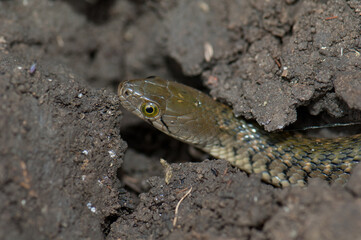 Checkered keelback Xenochrophis piscator on the ground. Keoladeo Ghana National Park. Bharatpur. Rajasthan. India.